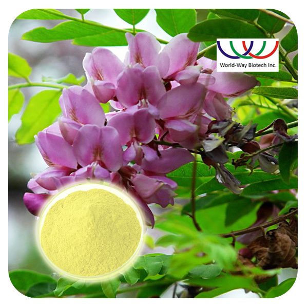 Bulk Supply Sophora Japonica Extract Powder 95% Quercetin Plant Extract