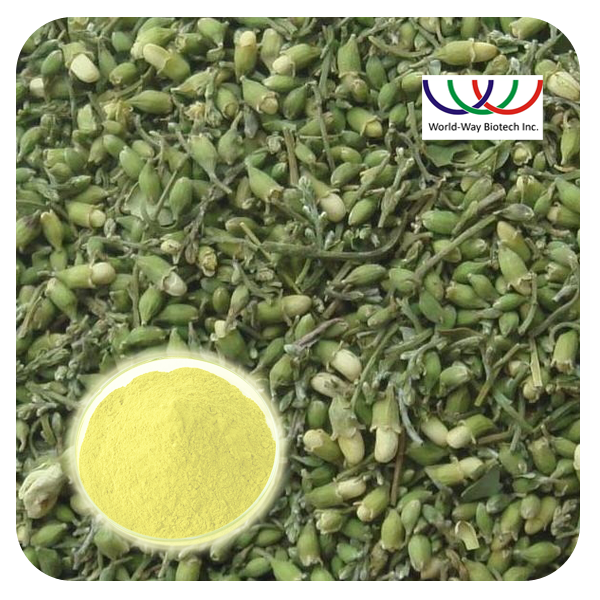 Bulk Supply Sophora Japonica Extract Powder 95% Quercetin Plant Extract