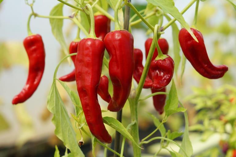 Factory Supplier Cayenne Pepper Extract Synthetic Capsaicin