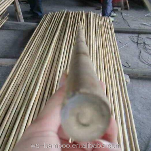 Bamboo raw materials bamboo cane bamboo pole for plant