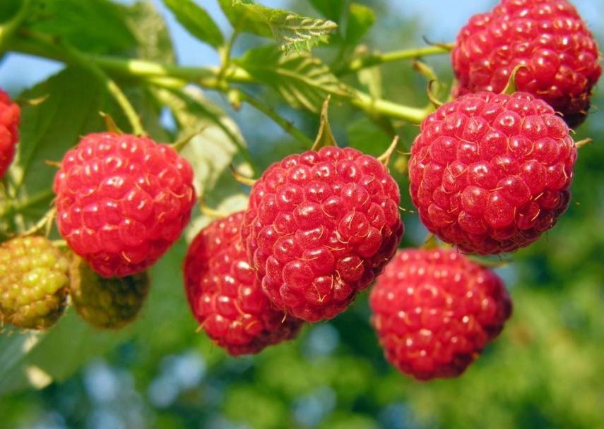 Factory supply raspberry freeze-dried fruit powder raspberry extract raspberry powder