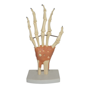 Human Anatomical Hand Joint Skeleton Model