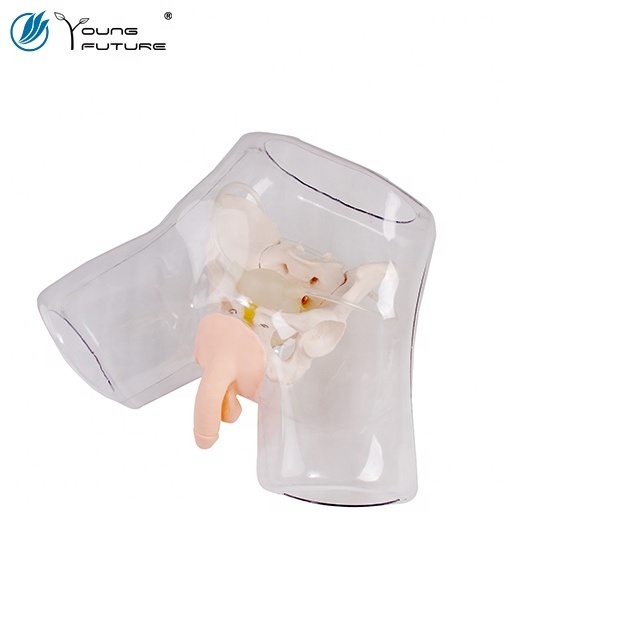 Electronic Transparent Male Catheterization Model