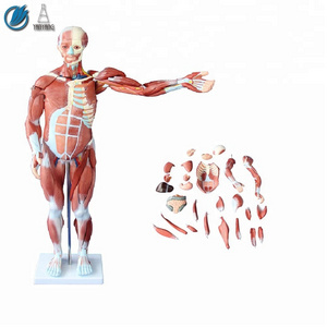 80cm Human Full Body Muscles Torso Model with internal Organs