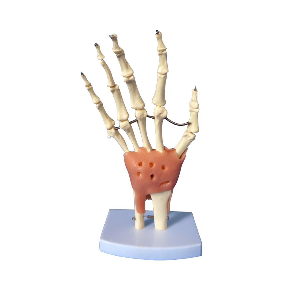 Human Anatomical Hand Joint Skeleton Model