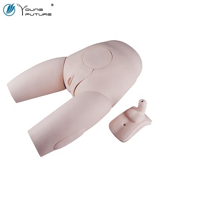 Gender Exchangeable Catheterization Model