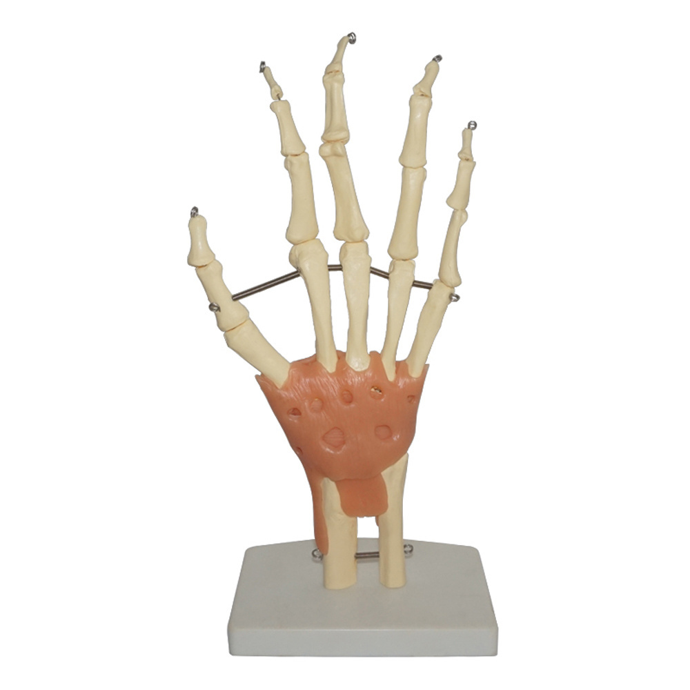 Human Anatomical Hand Joint Skeleton Model