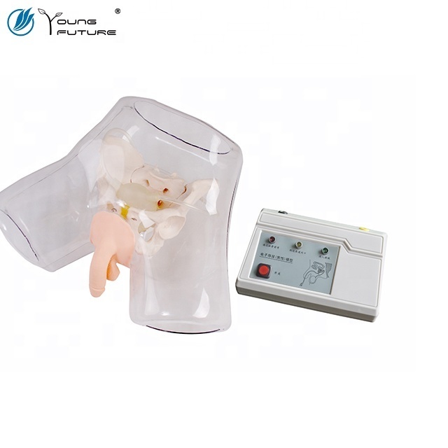 Electronic Transparent Male Catheterization Model