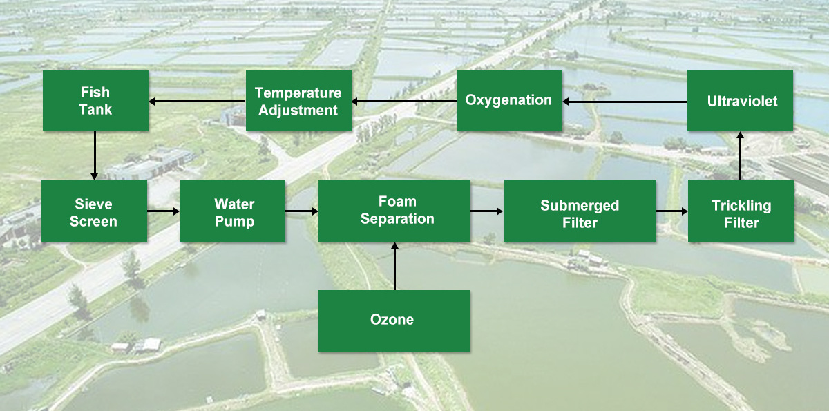 Mud Crab Recirculating Aquaculture System Price Shrimp Farming Ras Filtration System