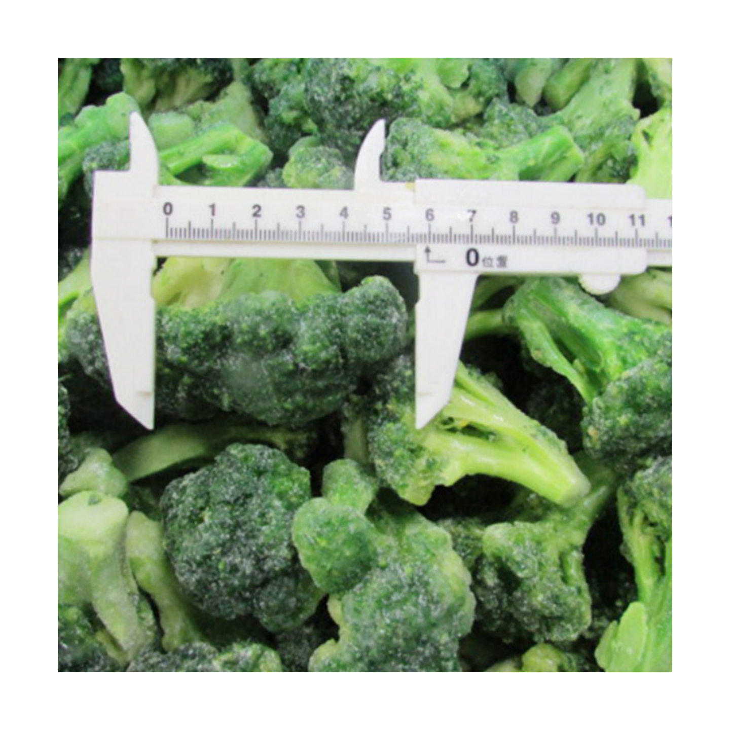 IQF Frozen Broccoli florets for wholesale in stock free sample