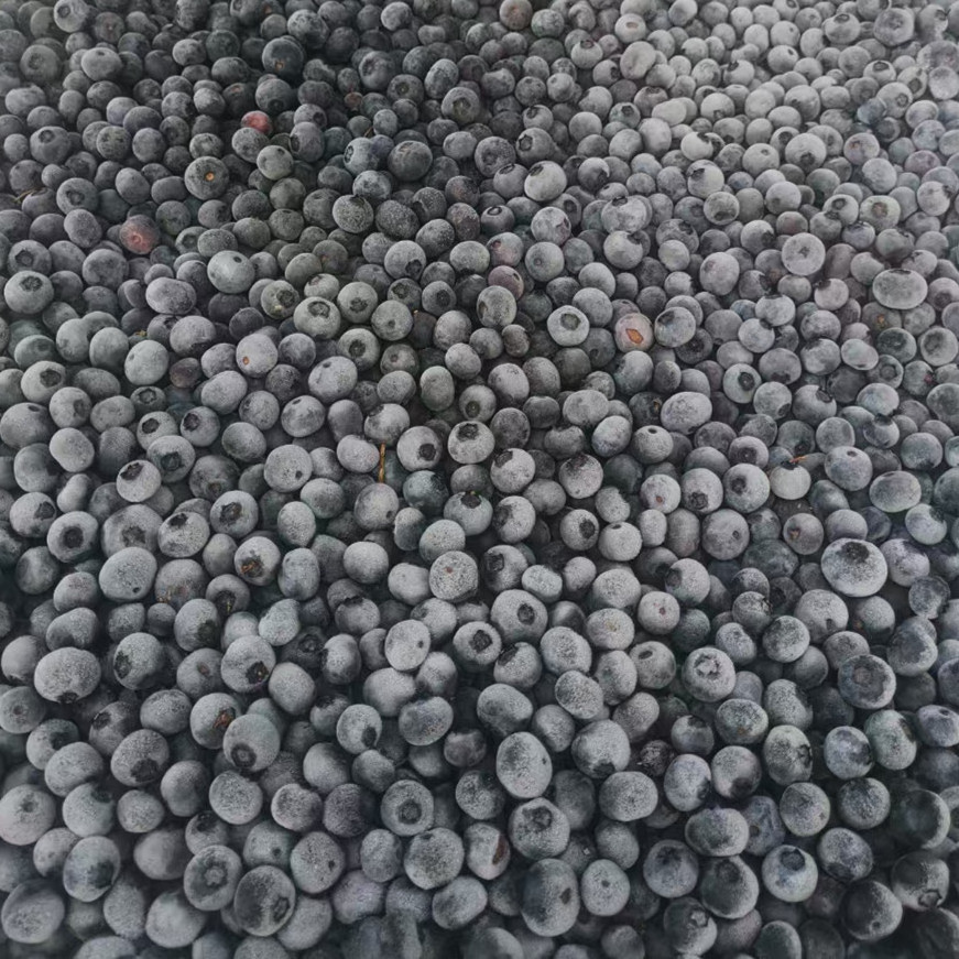 Frozen fruit IQF blueberry Cultivated new crop