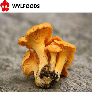 high quality hot sale IQF frozen chanterelle mushroom