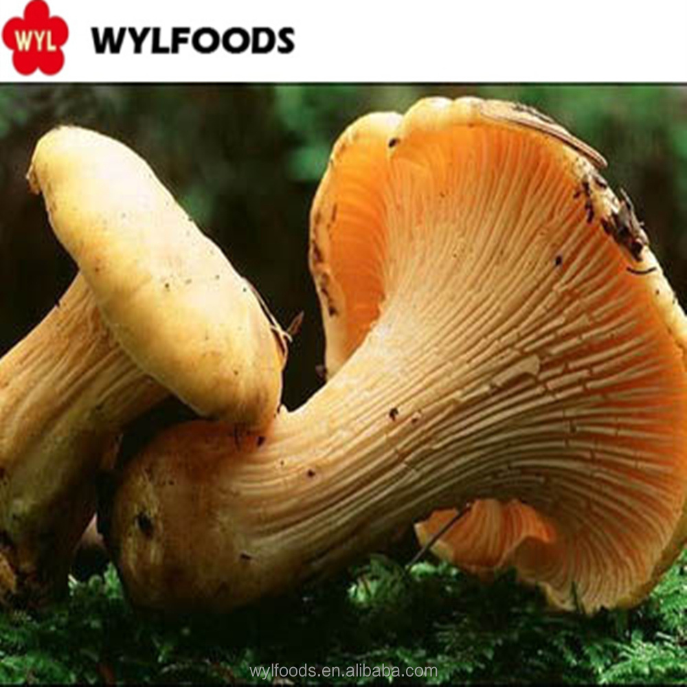 high quality hot sale IQF frozen chanterelle mushroom