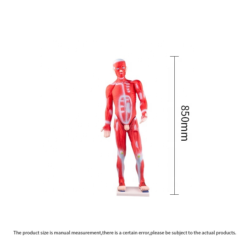 pvc 85cm body anatomy human muscle model