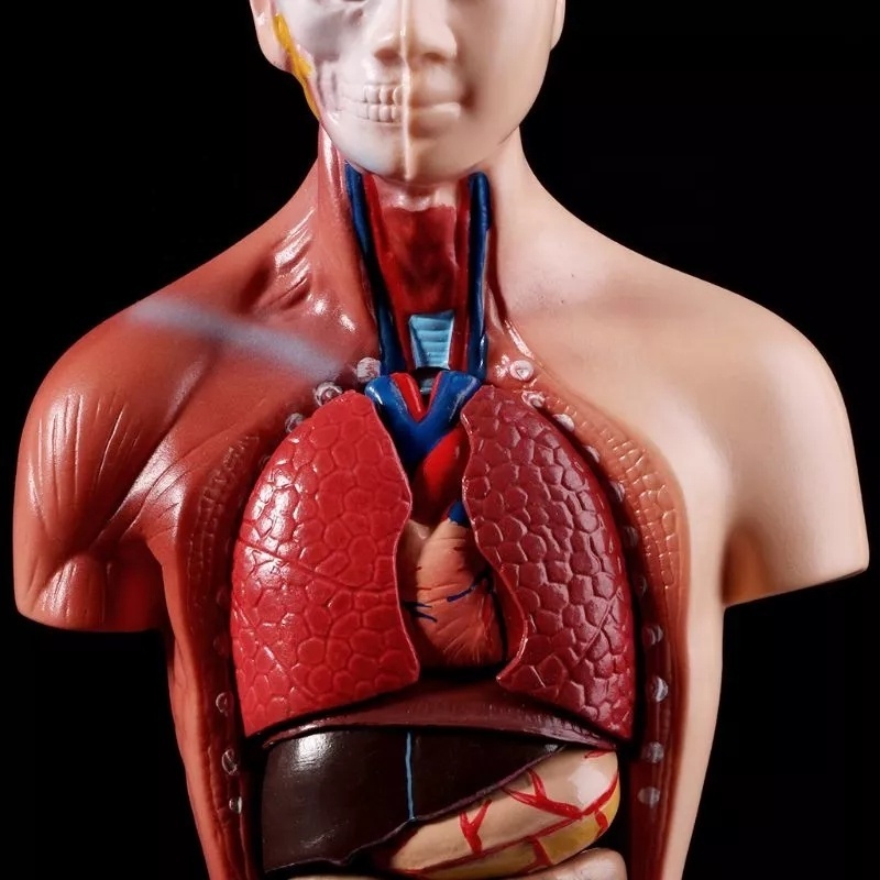 Anatomy Anatomical Medical Internal Organs Human Torso Body Model For Teaching