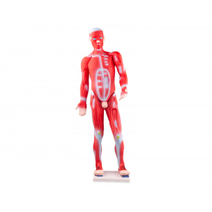 pvc 85cm body anatomy human muscle model