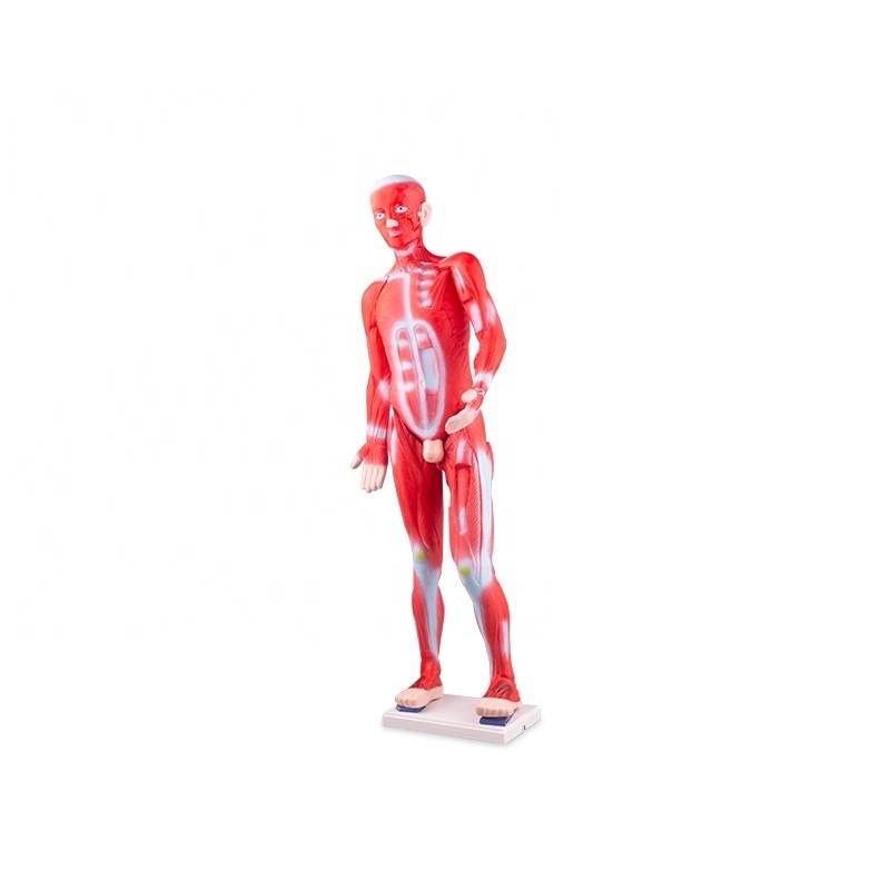 pvc 85cm body anatomy human muscle model