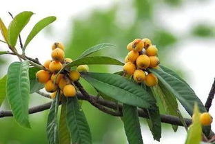 Newgreen Hot Selling Loquat Leaf Extract Ursolic Acid Powder 98% Ursolic Acid