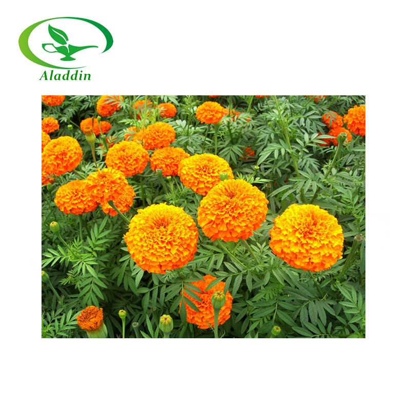 Plant Extract Water Soluble Marigold Flower Extract Lutein Xanthophylls zeaxanthin powder