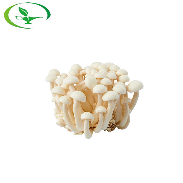 Water Soluble Food Grade Pure Beech Shimeji Organic Mushroom Powder