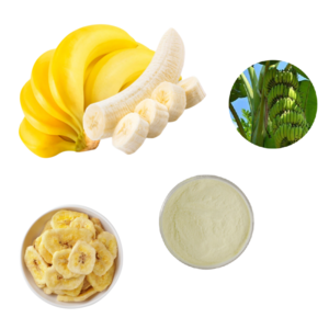 ODM OEM Fresh Banana Stem Extract Powder  Dried banana chip 100% Natural Banana Fiber powder