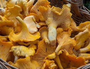 Factory Supply High Quality Organic chanterelles mushrooms extract Polysaccharides extract