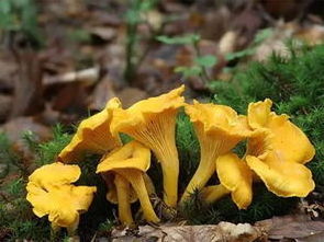 Factory Supply High Quality Organic chanterelles mushrooms extract Polysaccharides extract