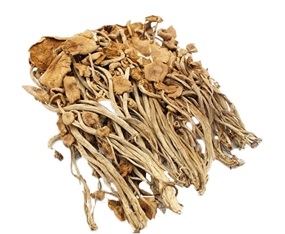 Manufacturers selling agrocybe aegerita extract/tea tree mushroom/agrocybe cylindracea powder