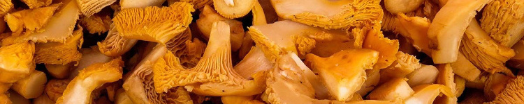 FST Biotec Wholesale Chanterelle Mushrooms Extract Bulk 10%-98% Chanterelle Mushroom Extract Powder