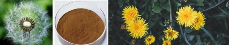 FST Biotec Organic Botanical Dandelion Root Extract Powder ISO/ORGANIC Certificate Dandelion Extract Powder