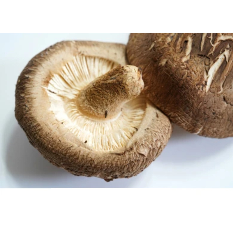 High Purity Natural Shiitake Powder Mushroom Extract 30% 90% Lentinan Organic Reishi Mycelium