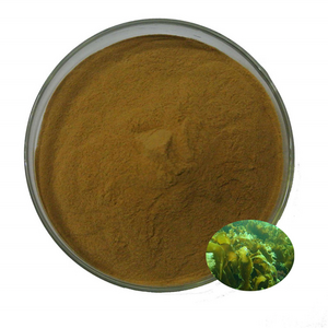 Brown algae extract powder High Quality brown seaweed extract powder