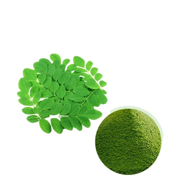 high quality bulk moringa leaves extract moringa leaf powder