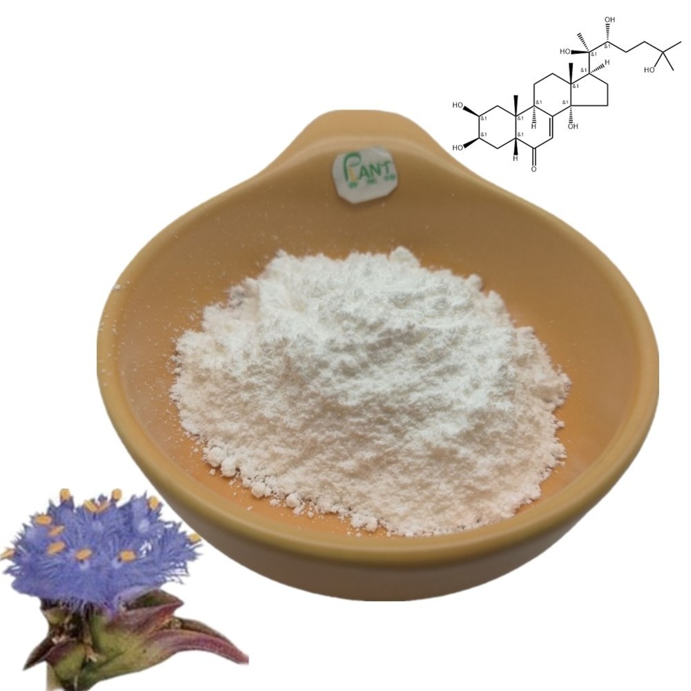 Ecdysterone powder CAS 5289-74-7 cyanotis arachnoidea root extract beta ecdysterone 90% 98% cyanotis vaga extract