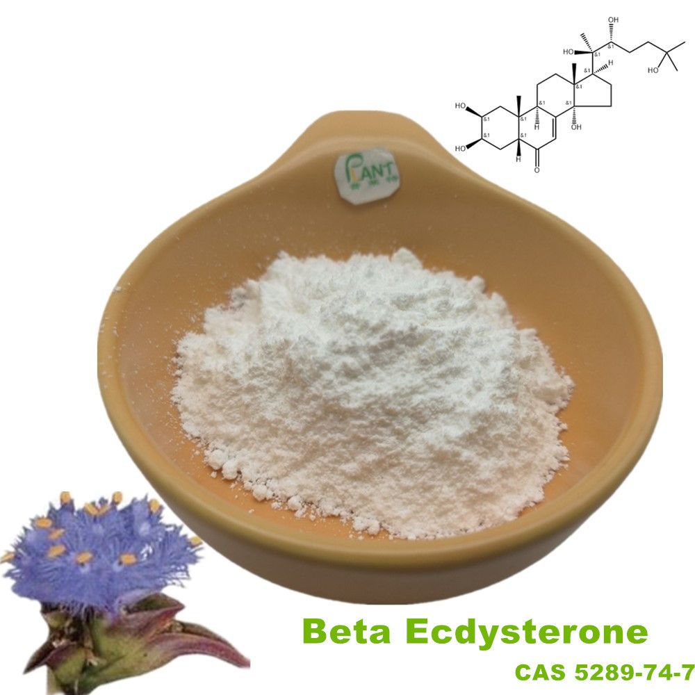 Ecdysterone powder CAS 5289-74-7 cyanotis arachnoidea root extract beta ecdysterone 90% 98% cyanotis vaga extract