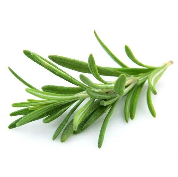 Factory Supply Natural Rosemary Extract Rosemary leaf Extract powder Rosmarinic Acid