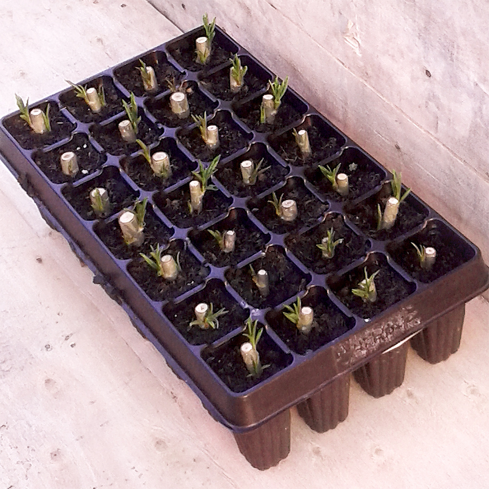 hot selling sureroots 50 deep cell plug trays seedling tray