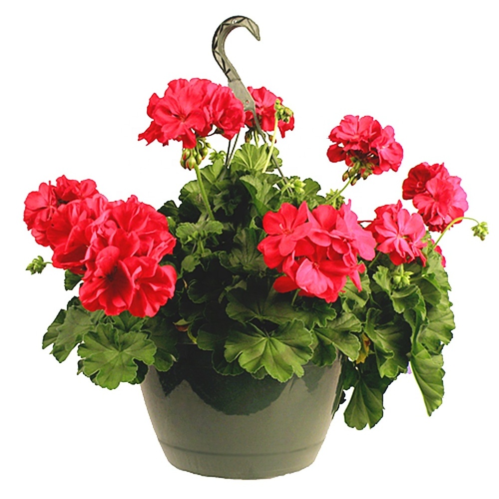 hot sale colorful garden flower pots plastic hanger basket pot hanging plant pot