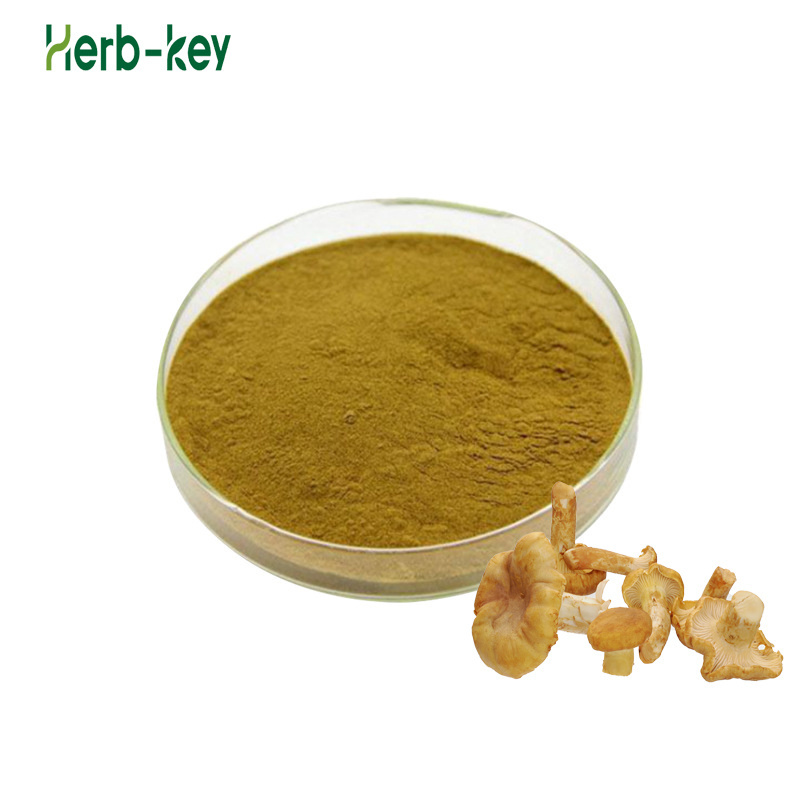 Organic bulk Chanterelle Mushroom Extract Polysaccharides Powder