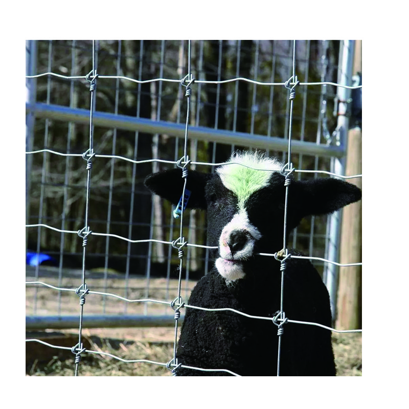 High quality Cheap 3 ft 4 ft goat fencing galvanized farm field wire mesh 50 100 M/roll cattle fence