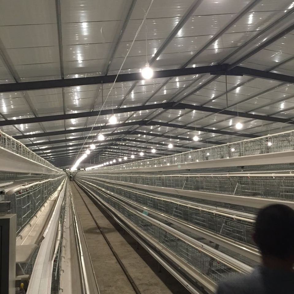 120 Good Quality Galvanized Chicken Cage Battery Cage a Type Automatic Chicken Layer Cage 60 Poultry Chicken Farm  House