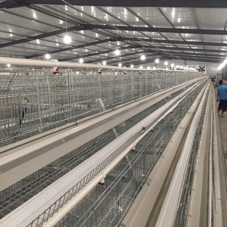 120 Good Quality Galvanized Chicken Cage Battery Cage a Type Automatic Chicken Layer Cage 60 Poultry Chicken Farm  House