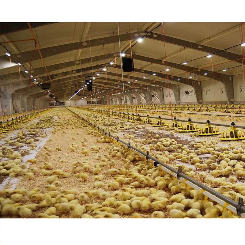 Automatic Poultry Farming Equipment Raising Broiler Chickens Manufacturers