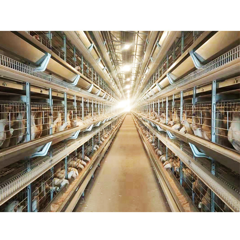 Poultry Layer Cages Chicken Poultry Battery Cage System With Conveyor Belt