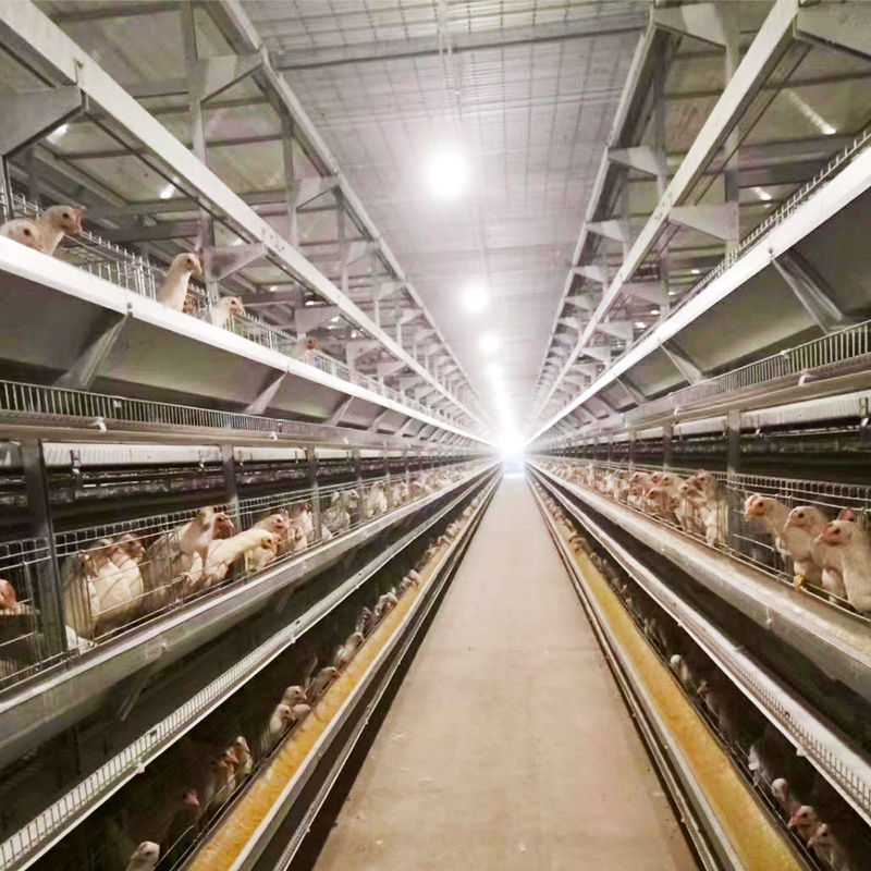 Poultry Layer Cages Chicken Poultry Battery Cage System With Conveyor Belt