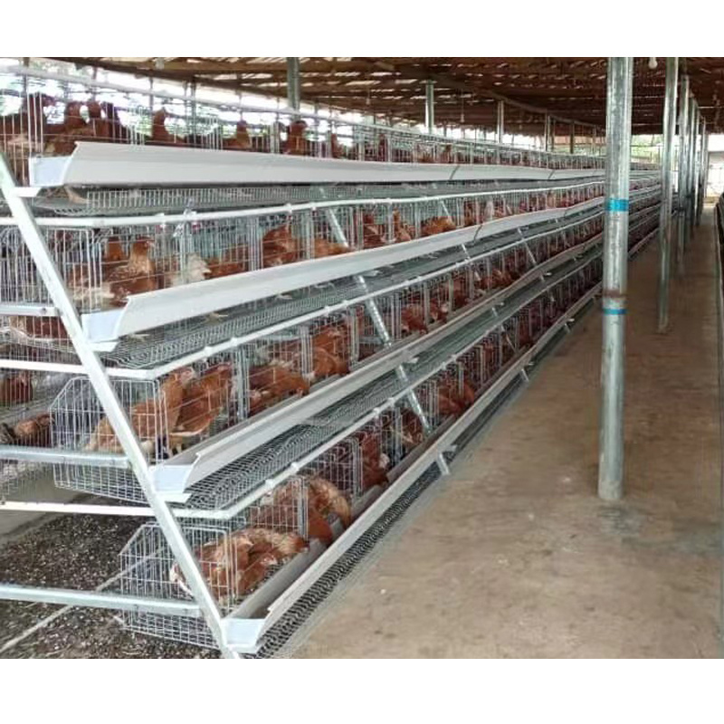 Poultry Equipment Chicken Farming  A Type 10000 Layer Chickens Farm Bird Layer Chicken Cage For Sale