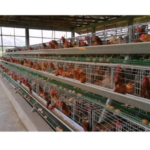 Low Price Poultry Equipment Chicken Farming Chicken House Chicken Layer Cage Price Cage for Business Carrier