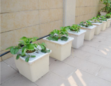 Dutch Bucket Hydroponics Farming for Growing Plants in Buckets