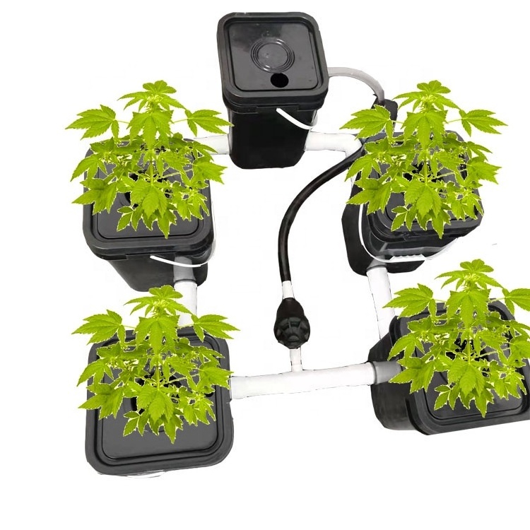 DWC rdwc Automatic Aeroponics System for Garden Greenhouse 5 Buckets Can Extend Customize for growing hydroponics system