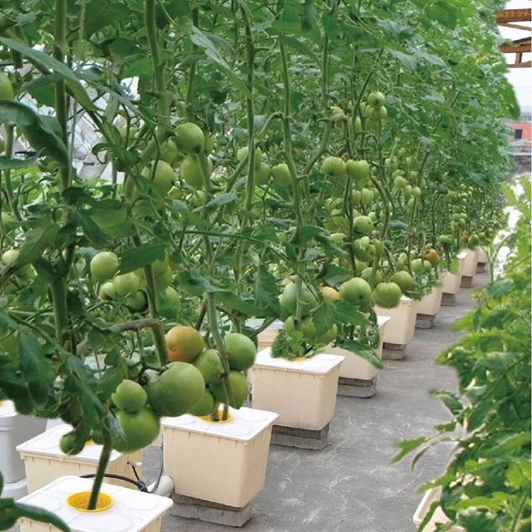 Wholesale PP Hydroponic Tomato Dutch Buckets Hydroponics Growing System Manufacturer